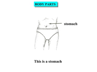 stomach
This is a stomach
BODY PARTSBODY PARTS
 