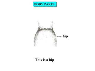 hip
This is a hip
BODY PARTSBODY PARTS
 