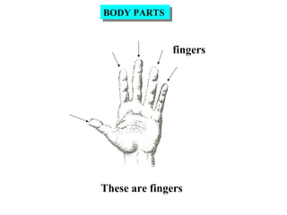 fingers
These are fingers
BODY PARTSBODY PARTS
 