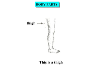 thigh
This is a thigh
BODY PARTSBODY PARTS
 