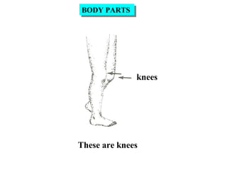 BODY PARTSBODY PARTS
knees
These are knees
 
