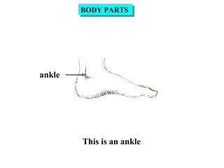 ankle
This is an ankle
BODY PARTSBODY PARTS
 