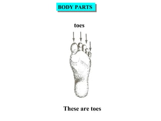 toes
These are toes
BODY PARTSBODY PARTS
 