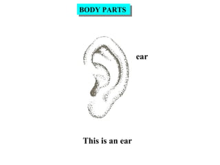 ear
This is an ear
BODY PARTSBODY PARTS
 