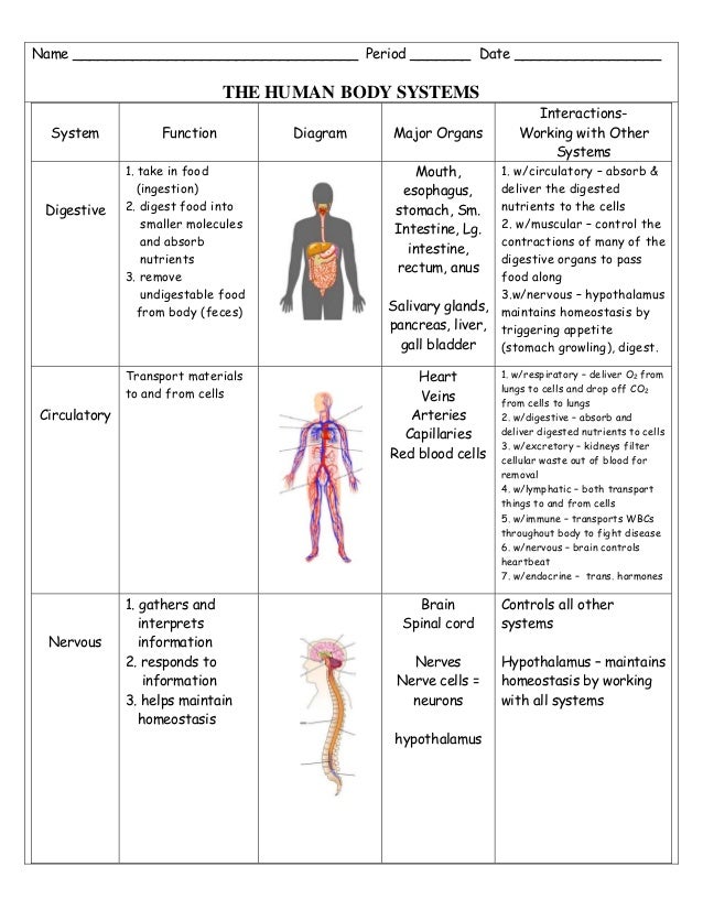 Body system-study-sheet