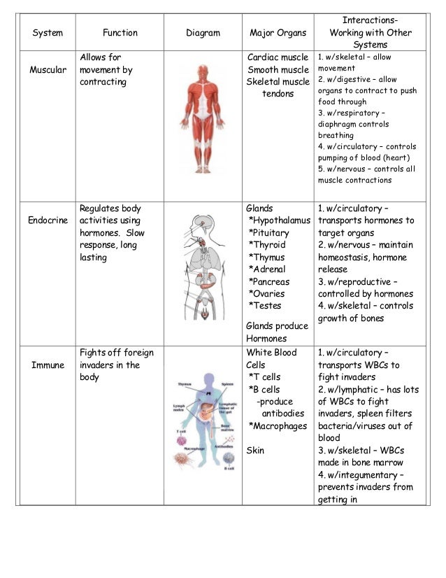 circulatory-system-interacts-with