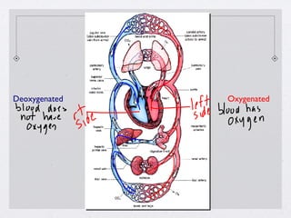 Deoxygenated Oxygenated 