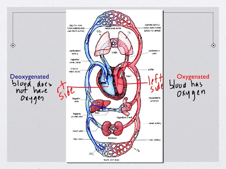 Body Systems Presentation