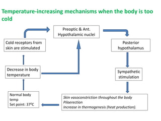 Temperature-increasing mechanisms when the body is too
cold
Skin vasoconstriction throughout the body
Piloerection
Increase in thermogenesis (heat production).
Decrease in body
temperature
Preoptic & Ant.
Hypothalamic nuclei
Posterior
hypothalamus
Sympathetic
stimulation
Cold receptors from
skin are stimulated
Normal body
temp
Set point: 370C
 