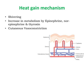 Heat gain mechanism
• Shivering
• Increase in metabolism by Epinephrine, nor-
epinephrine & thyroxin
• Cutaneous Vasoconstriction
 