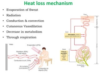 Heat loss mechanism
• Evaporation of Sweat
• Radiation
• Conduction & convection
• Cutaneous Vasodilation
• Decrease in metabolism
• Through respiration
 