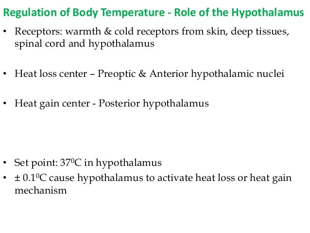 The Hypothalamus