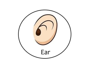 Ear
 