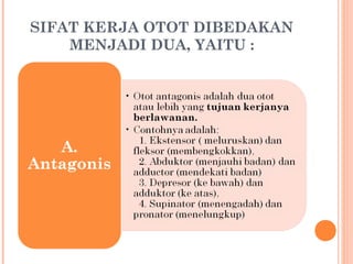 SIFAT KERJA OTOT DIBEDAKAN
MENJADI DUA, YAITU :

 