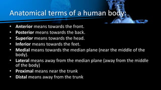 Anatomical terms of a human body:
• Anterior means towards the front.
• Posterior means towards the back.
• Superior means towards the head.
• Inferior means towards the feet.
• Medial means towards the median plane (near the middle of the
body).
• Lateral means away from the median plane (away from the middle
of the body)
• Proximal means near the trunk
• Distal means away from the trunk
 