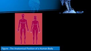 Figure : The Anatomical Position of a Human Body
 