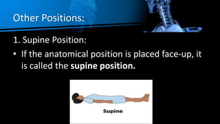 Other Positions:
1. Supine Position:
• If the anatomical position is placed face-up, it
is called the supine position.
 