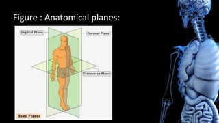 Figure : Anatomical planes:
 