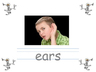 ears
 
