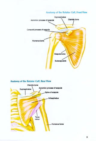 Anatomy of the Rota or Cuff, Front View
Acromion process of <res
p
,  CbJVT~n.
Coracoid process of s~ula
~
Humerus bone
Anatomy of the Rotator Cuff, Rear View
Clavicle bone
Spine of scapula
Infraspinatus
Humerus bone
3
 