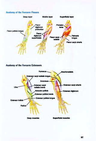 Anatomy of the Forearm Flexors
Deep layer Middle layer Superftclalleyar
. ,
) Flexor •
r / " dIgltorum I
profundus ! d
Rexor1{;l)dIgItorum . , Palmaris
superflclalla I il FIaxorcarpi ....... longus
/} W ndaIIa '!JfA "-
,-!~ () ;' .r Flalcor carpi ulnarts
:0<: 1J / r. I
I .-
#./'/ ,
Anatomy of the Forearm Extensors
DeepmuecIM
 