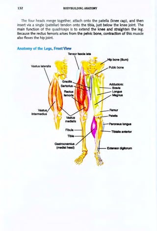 132 BODYBUILDING ANATOMY
The four heads merge together, attach onto the patella (knee cap), and then
insert via a single (patellar) tendon onto the tibia, just below the knee joint. The
main function of the quadriceps is to extend the knee and straighten the leg.
Because the rectus femoris arises from the pelvic bone, contraction of this muscle
also flexes the hip joint.
Anatomy of the Legs, Front View
Tensor fascia lata
~ :~ .
Fibula
Tlbla---++·;-
/ HIP bone (Ilium)
2 Pubic bone
Femur
Patella
Peroneuslongua
-,;-- Tibialis antertor
Extensordlgltorum
 