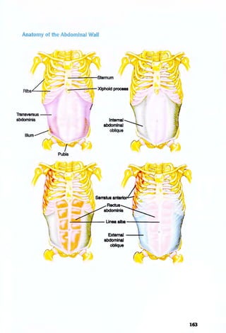 Anatomy of the Abdominal Wall
Transversus - -
abdominis
Pubis
Intemal -...........J
abdominal -
oblique
External --+-
abdominal
oblique
163
 