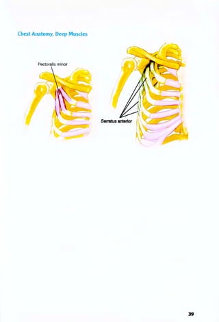 Chest Anatomy, Deep Muscles
Pectoralis minor
39
 