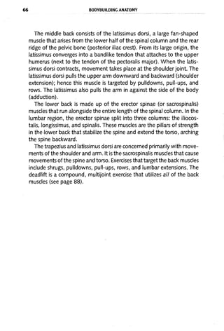 66 BODYBUILDING ANATOMY
The middle back consists of the latissimus dorsi, a large fan-shaped
muscle that arises from the lower half of the spinal column and the rear
ridge of the pelvic bone (posterior iliac crest). From its large origin, the
latissimus converges into a bandlike tendon that attaches to the upper
humerus (next to the tendon of the pectoralis major). When the latis-
simus dorsi contracts, movement takes place at the shoulder jOint. The
latissimus dorsi pulls the upper arm downward and backward (shoulder
extension); hence this muscle is targeted by pulldowns, pull-ups, and
rows. The latissimus also pulls the arm in against the side of the body
(adduction).
The lower back is made up of the erector spinae (or sacrospinalis)
muscles that run alongside the entire length of the spinal column. In the
lumbar region, the erector spinae split into three columns: the iliocos-
talis, longissimus, and spinalis. These muscles are the pillars of strength
in the lower back that stabilize the spine and extend the torso, arching
the spine backward.
The trapezius and latissimus dorsi are concerned primarily with move-
ments of the shoulder and arm. It is the sacrospinalis muscles that cause
movements of the spine and torso. Exercises that target the back muscles
include shrugs, pulldowns, pull-ups, rows, and lumbar extensions. The
deadlift is a compound, multijoint exercise that utilizes all of the back
muscles (see page 88).
 