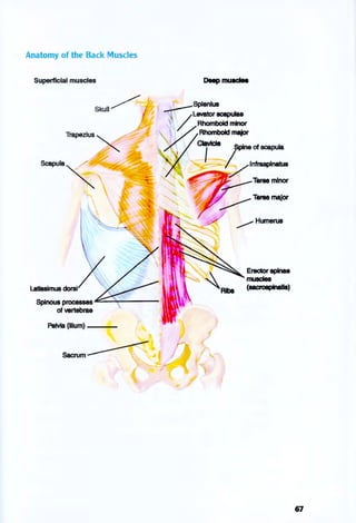 Anatomy of the Back Muscles
Superficial muscles
~~proa.~~~--~----­
of vertebrae
Pelvis (Ilium) - - -
~SplenlU8
/ L8I8tor ecapulae
/ ~ Rhomboid minor
, ~ Rhomboid major
)("/1 ~~~
>1 _~----~~I~~ Teres minor
~Humerus
Erector spinae
muacIes
(aacroapInaIls)
67
 