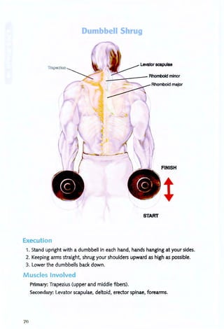 Dumbbell Shrug
Execution
Levator scapulae
_------- Rhomboid minor
~ Rhomboid major
FINISH
START
'1 . Stand upright with a dumbbell in each hand, hands hanging at your sides.
2. Keeping arms straight, shrug your shoulders upward as high as possible.
3. Lower the dumbbells back down.
Muscles Involved
Primary: Trapezius (upper and middle fibers).
Secondary: Levator scapulae, deltoid, erector spinae, forearms.
70
 