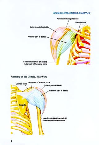 Anatomy of the Deltoid, Front View
Lateral part of deltoid ~
Anterior part of deltoid
Common insertion on deltoid
tuberosity of humerus bone - ---'-;
Anatomy of the Deltoid, Rear View
2
Acromion of scapula bone
/Lateral part of deltoid
<PootorIorport or_
"Insertion of deltoid on deltoid
tuberosity of humerus bone
Clavicle bone
 