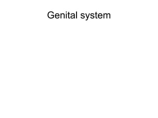 Genital system
 