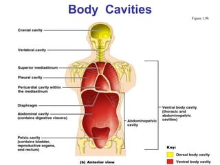 Human body cavities diagram