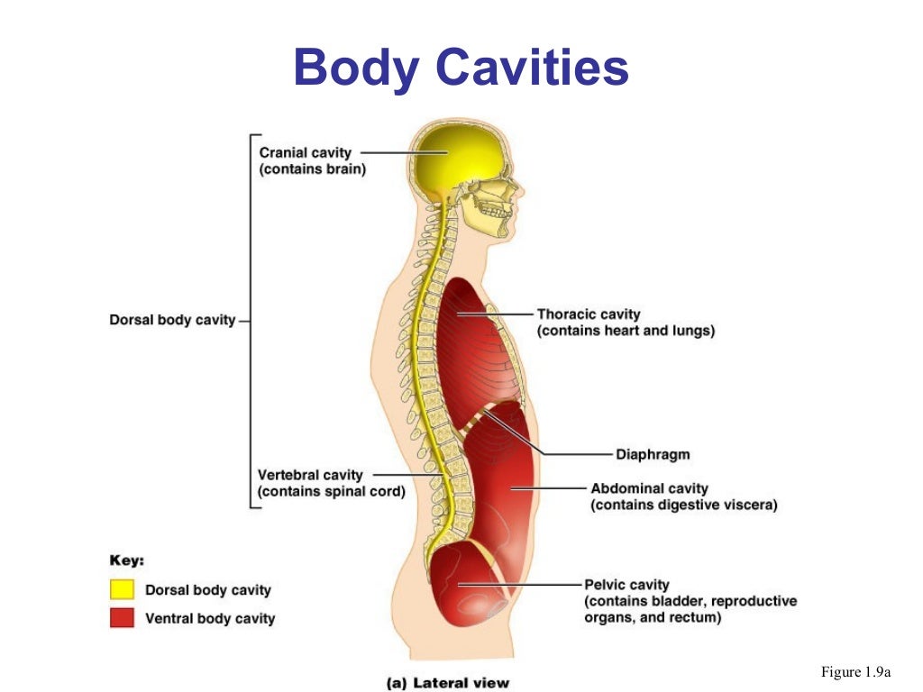 Body cavities