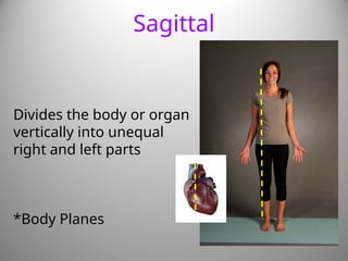 Body Cavities, Systems and membranes.pptx