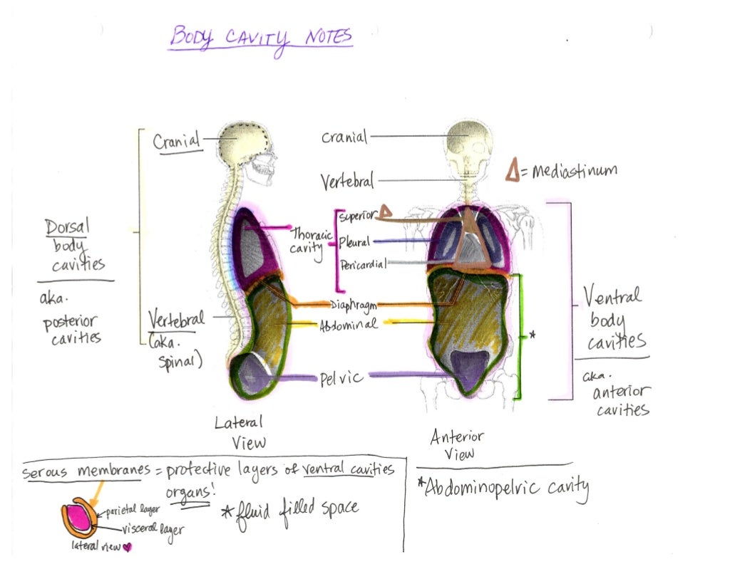 Body cavities notes