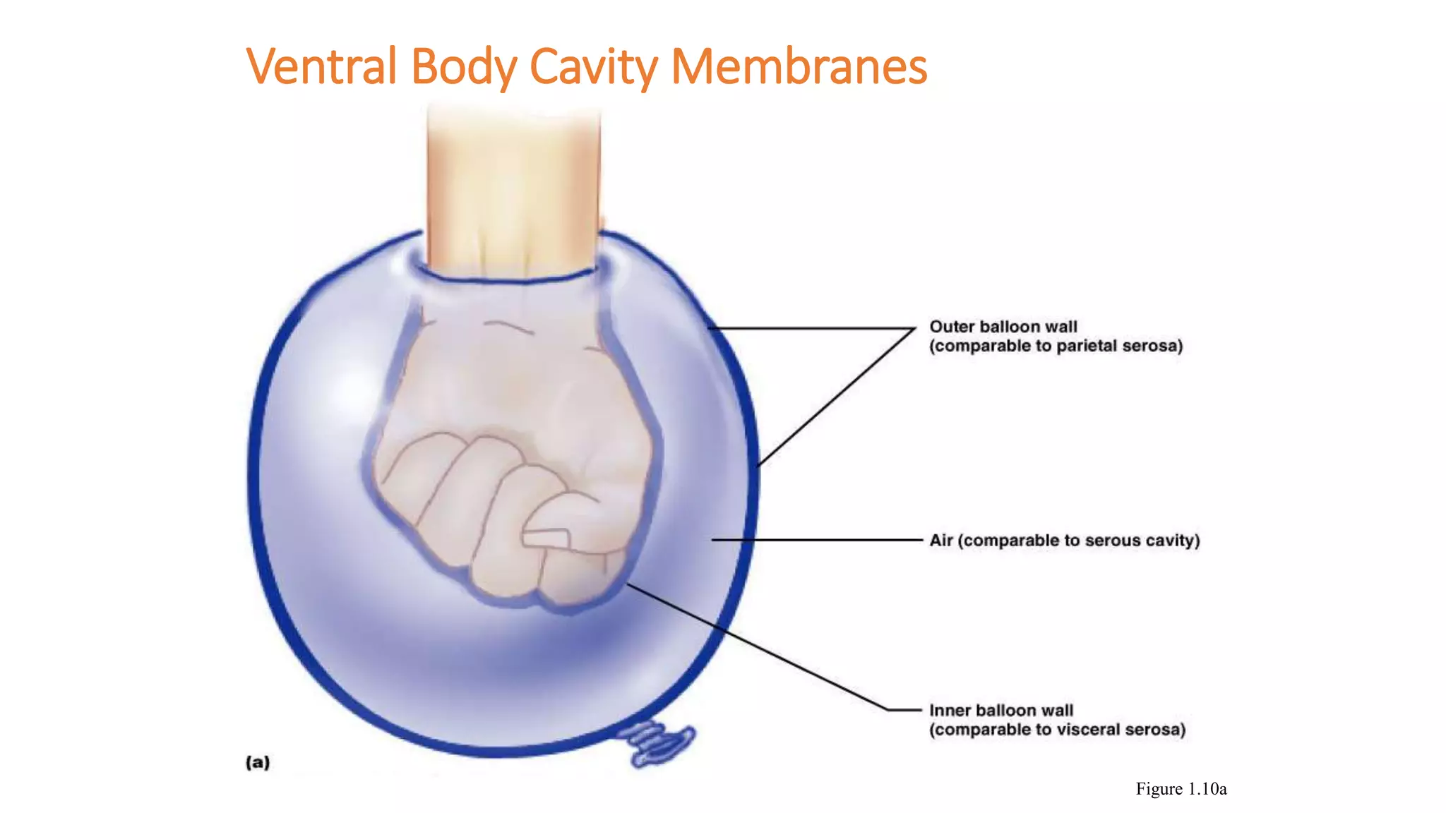 Body Cavities Powerpoint.pptx