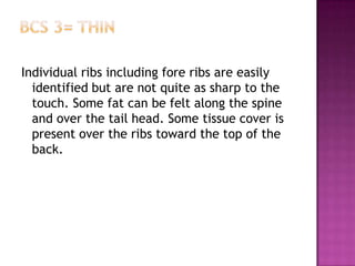 Individual ribs including fore ribs are easily
  identified but are not quite as sharp to the
  touch. Some fat can be felt along the spine
  and over the tail head. Some tissue cover is
  present over the ribs toward the top of the
  back.
 