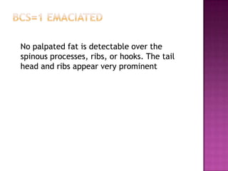 No palpated fat is detectable over the
spinous processes, ribs, or hooks. The tail
head and ribs appear very prominent
 