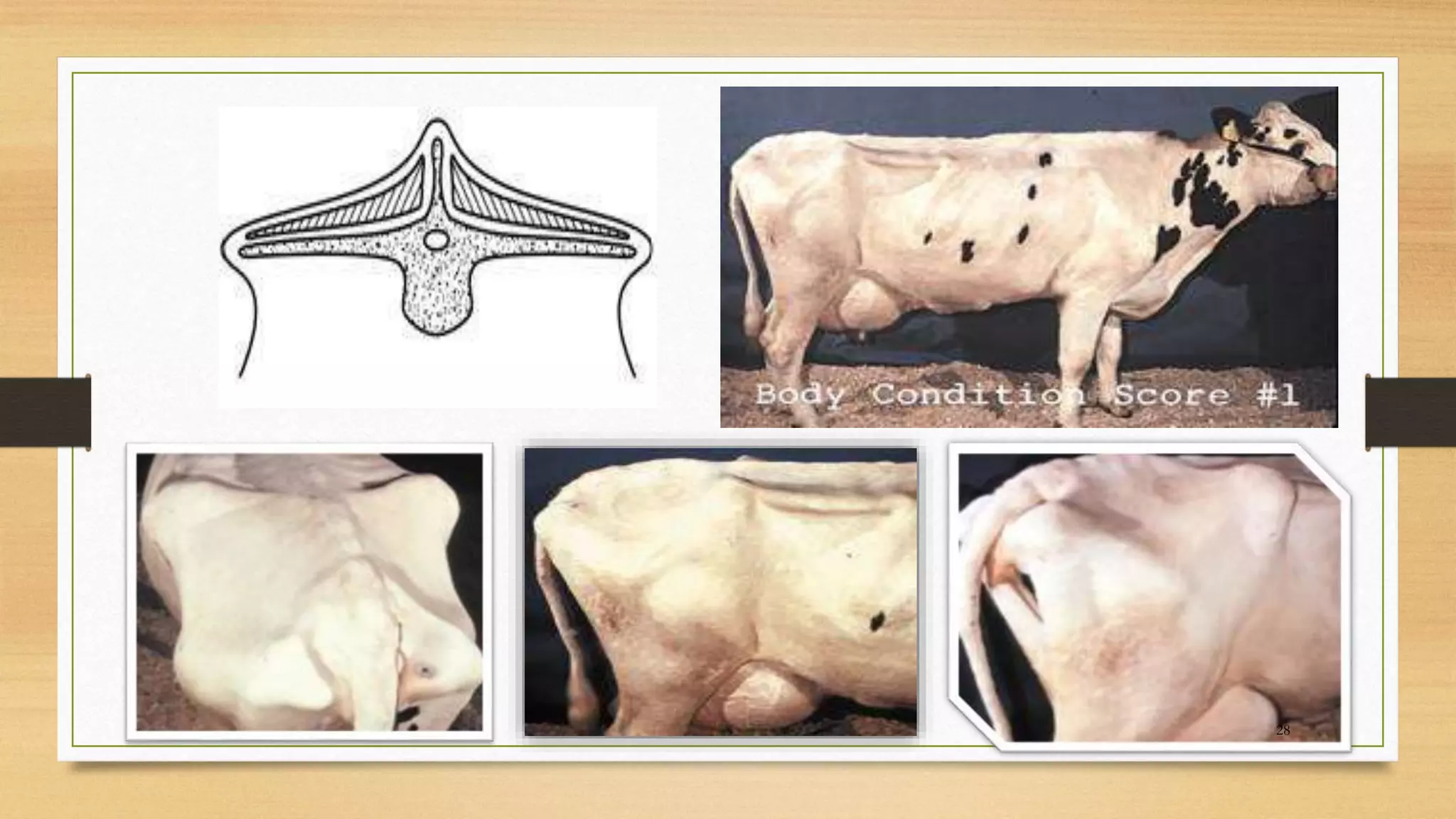 Body condition scoring (bcs) | PPTX