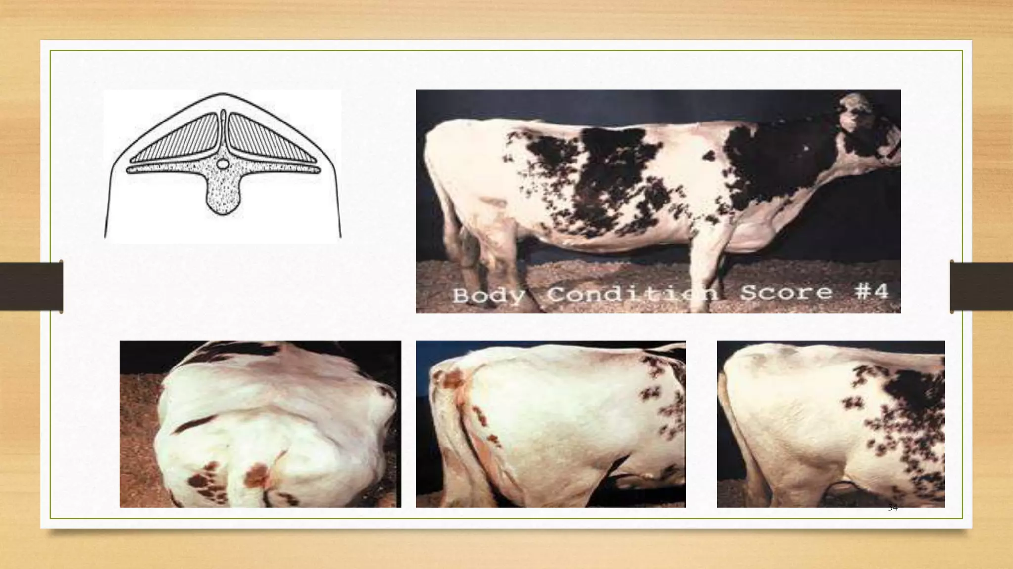 Body condition scoring (bcs) | PPTX