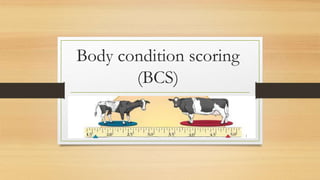 Body condition scoring 
(BCS) 
1 
 