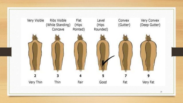 Body condition scoring (bcs) | PPTX