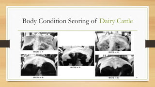 Body condition scoring (bcs) | PPTX
