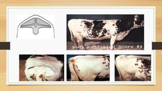Body condition scoring (bcs) | PPTX