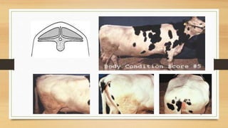 Body condition scoring (bcs) | PPTX
