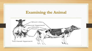 Body condition scoring (bcs) | PPTX