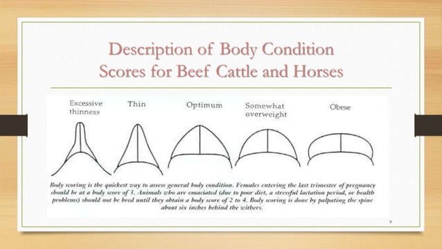 Body condition scoring (bcs) | PPTX