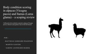 Body condition scoring
in alpacas (Vicugna
pacos) and llamas (Lama
glama) – a scoping review
Calificación de la condicióncorporalen alpacas (Vicugna
pacos) y llamas (Lama glama) -una revisióndel alcance
POR :
.MATTHIAS GERHARD WAGENER
· MARTIN GANTER
· SABINE LEONHARD-MAREK
 
